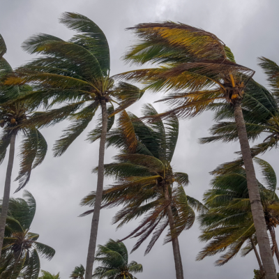 Palm trees blowing in the storm