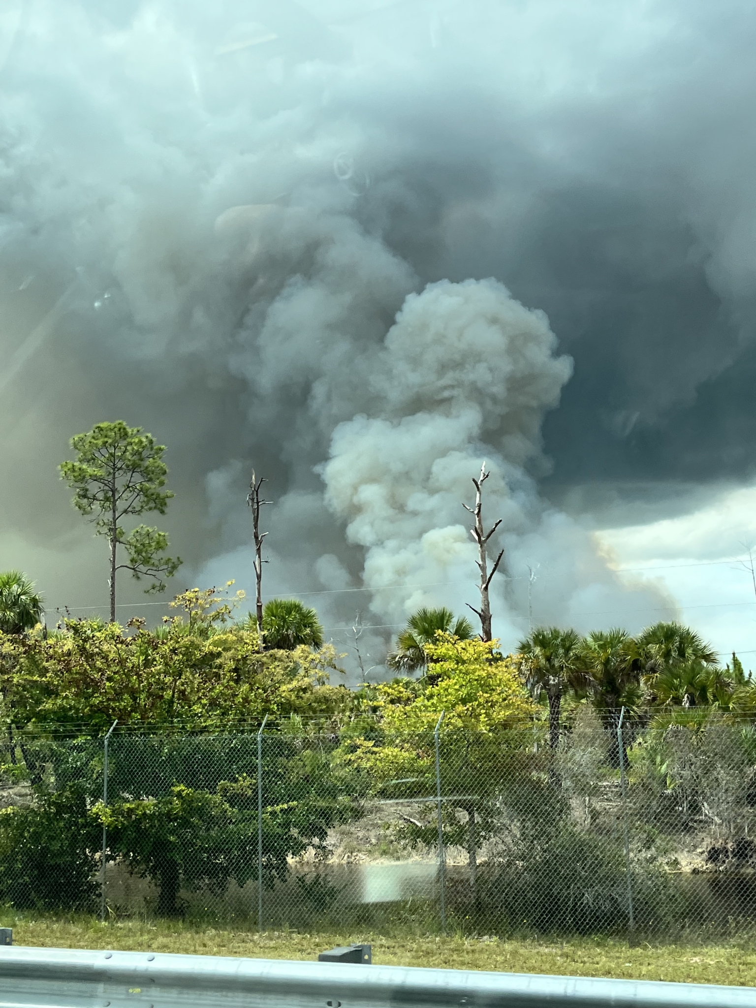A plume of smoke over a patch of trees