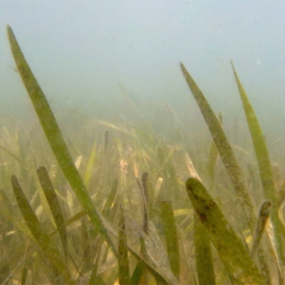 Seagrass from underwater