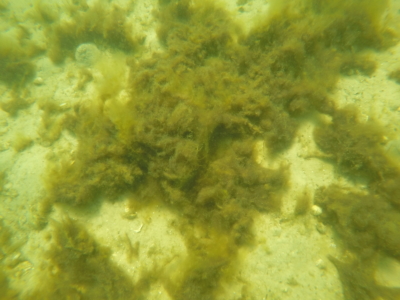 underwater view of macroalgae in upper Sarasota Bay