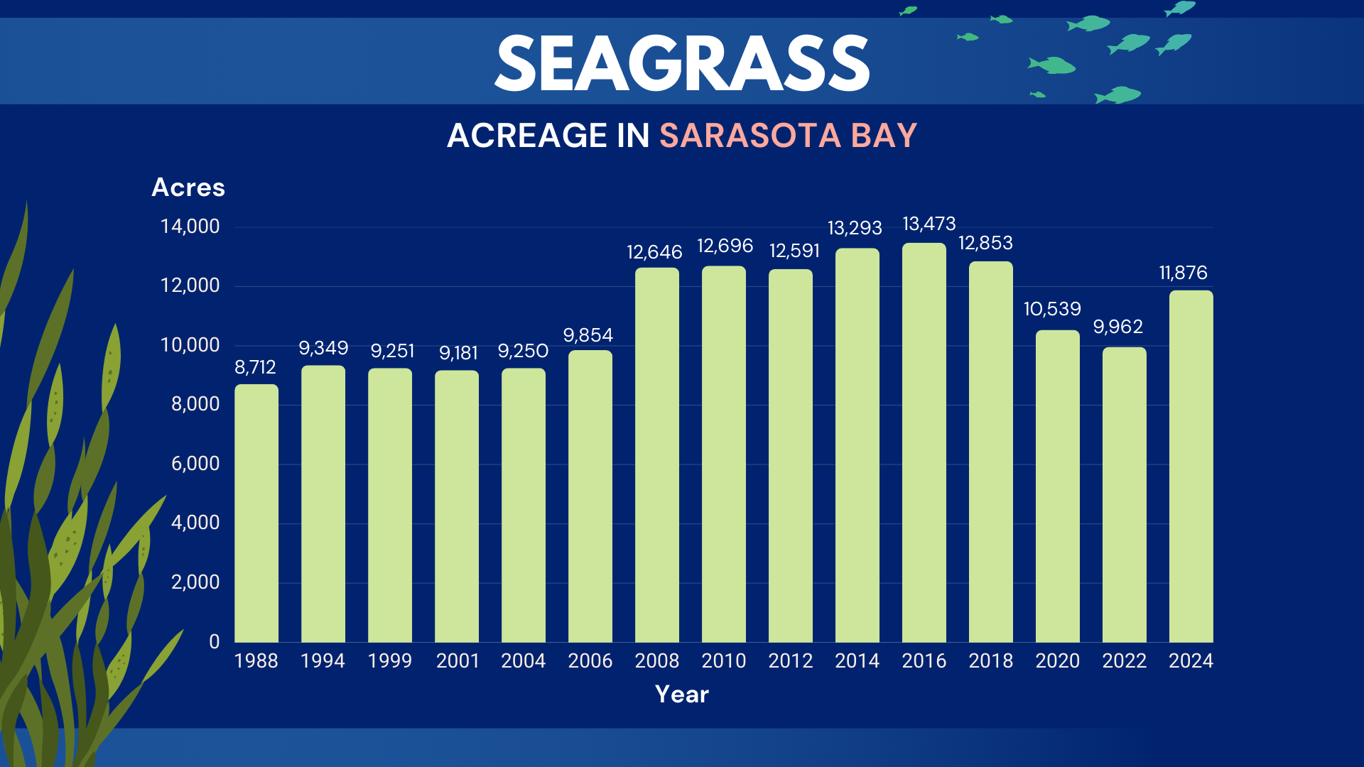 2024 graph of Seagrass In Sarasota Bay