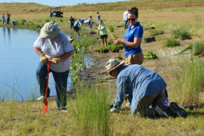 Volunteers planting near a pond in the Robinson Preserve Expansion in 2016.