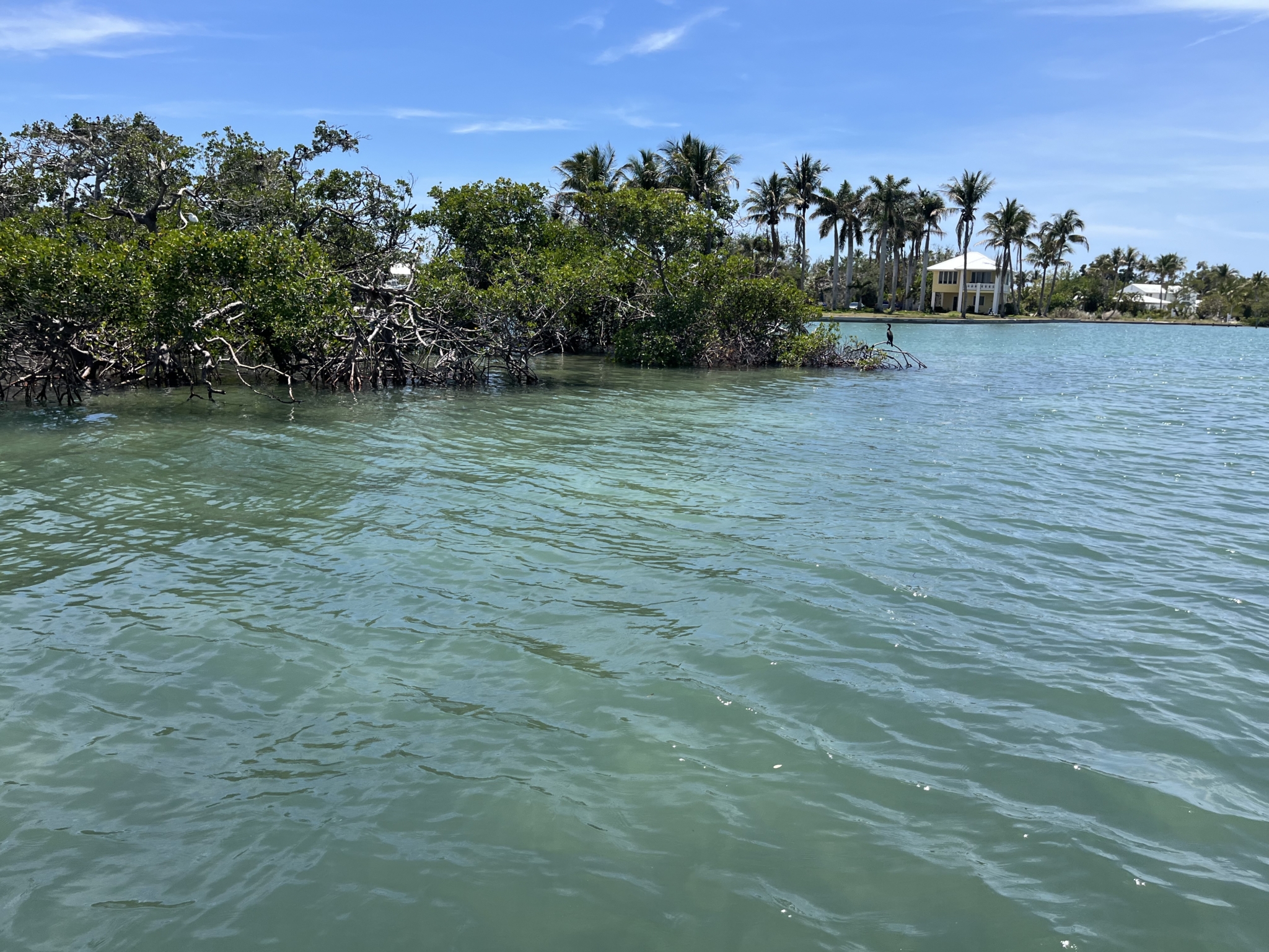 Blue-green bay water near a patch of mangroves