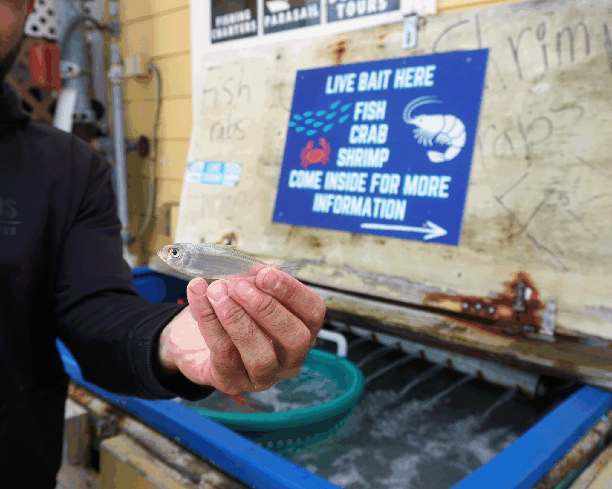 A man holding a small silver fish in front of a bait tank