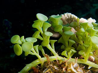 Caulerpa racemosa Algae Credit Wikipedia