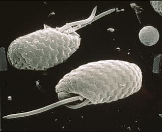 Cryptophytes under a scanning electron microscope, Credit Wikipedia