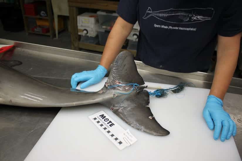 Four Month Old Dolphin Died Due To Entanglement Credit Mote Marine Laboratory