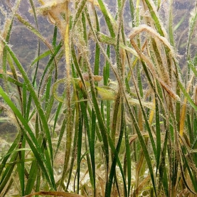 underwater photo of shoal grass at St. Lucie County Marine Center in Fort Pierce, St. Lucie County, Florida, U.S.A.