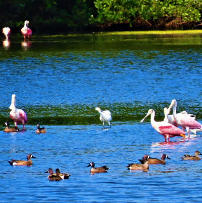 Spoonbills and birds wading in water