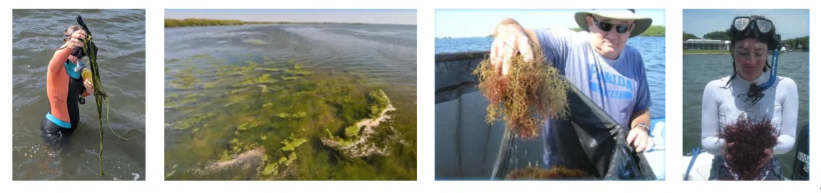 volunteers holding macroalgae