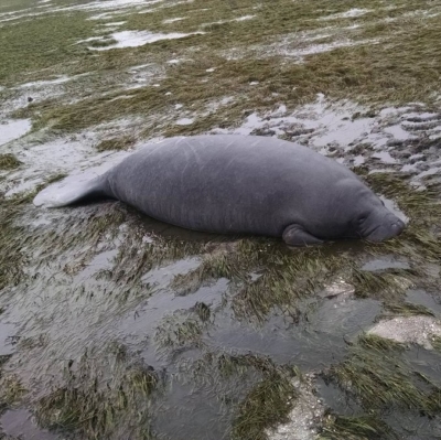 Manatee stranded out of water during Hurricane Irma