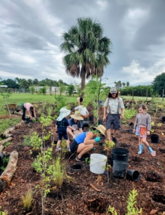 Mangrove School Of Sarasota Microforest Planting