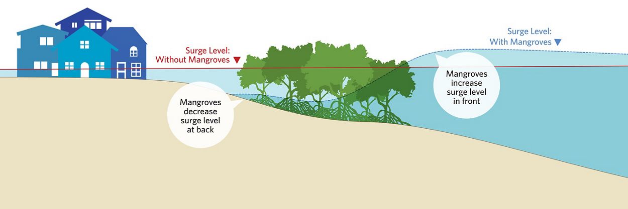 An infographic on how mangroves protect shorelines