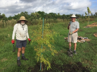 Mike Burns And Dave Siegwald Planting A Bald Cypress Oct 31, 2020