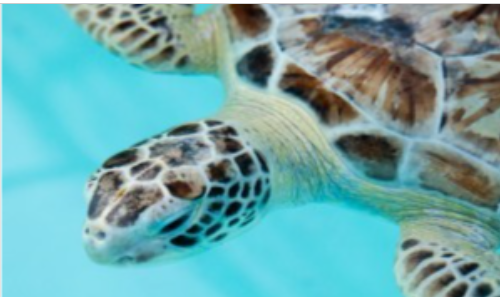 close up of sea turtle head underwater
