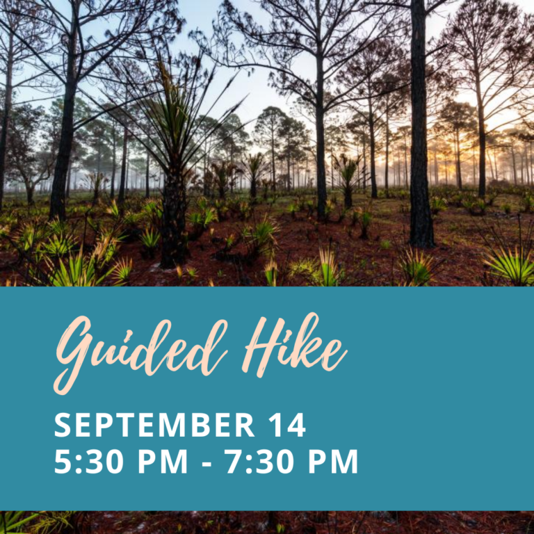 Slash pines at sinset on from of text: Guided Hike Sept 14 from 5:30 - 7:30pm