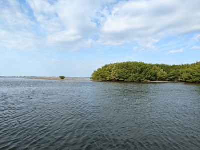 Sarasota Bay near Bowlees Creek