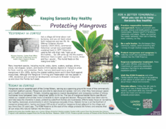 Protecting Mangroves Copy 2.png 8 20 25