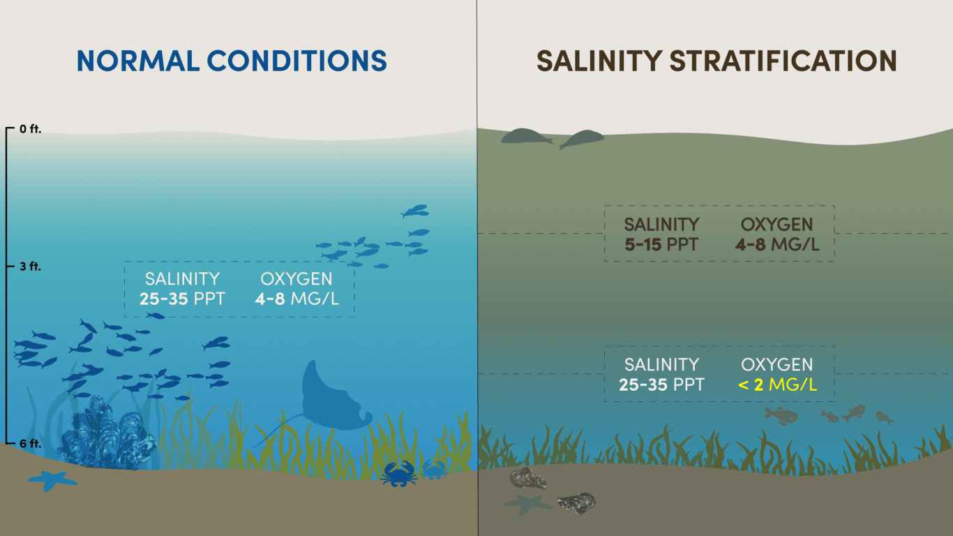 Salinity Stratification Diagram