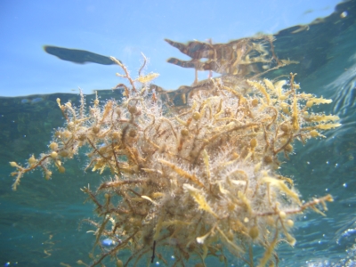 Floating Sargassum at Biscayne National Park Credit SBEP