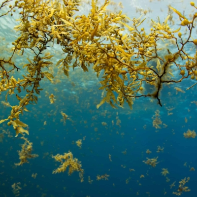 Clump of sargassum seaweed underwater