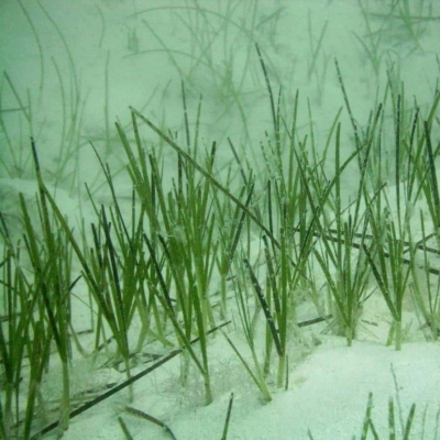 Shoal Grass Credit Department Of Environment And Natural Resources