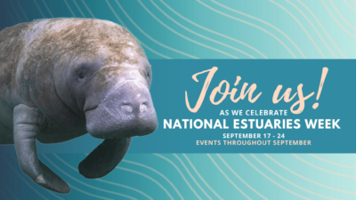Manatee next to text saying join us as we celebrate National Estuaries Week Sept 17 - 24, events throughout September