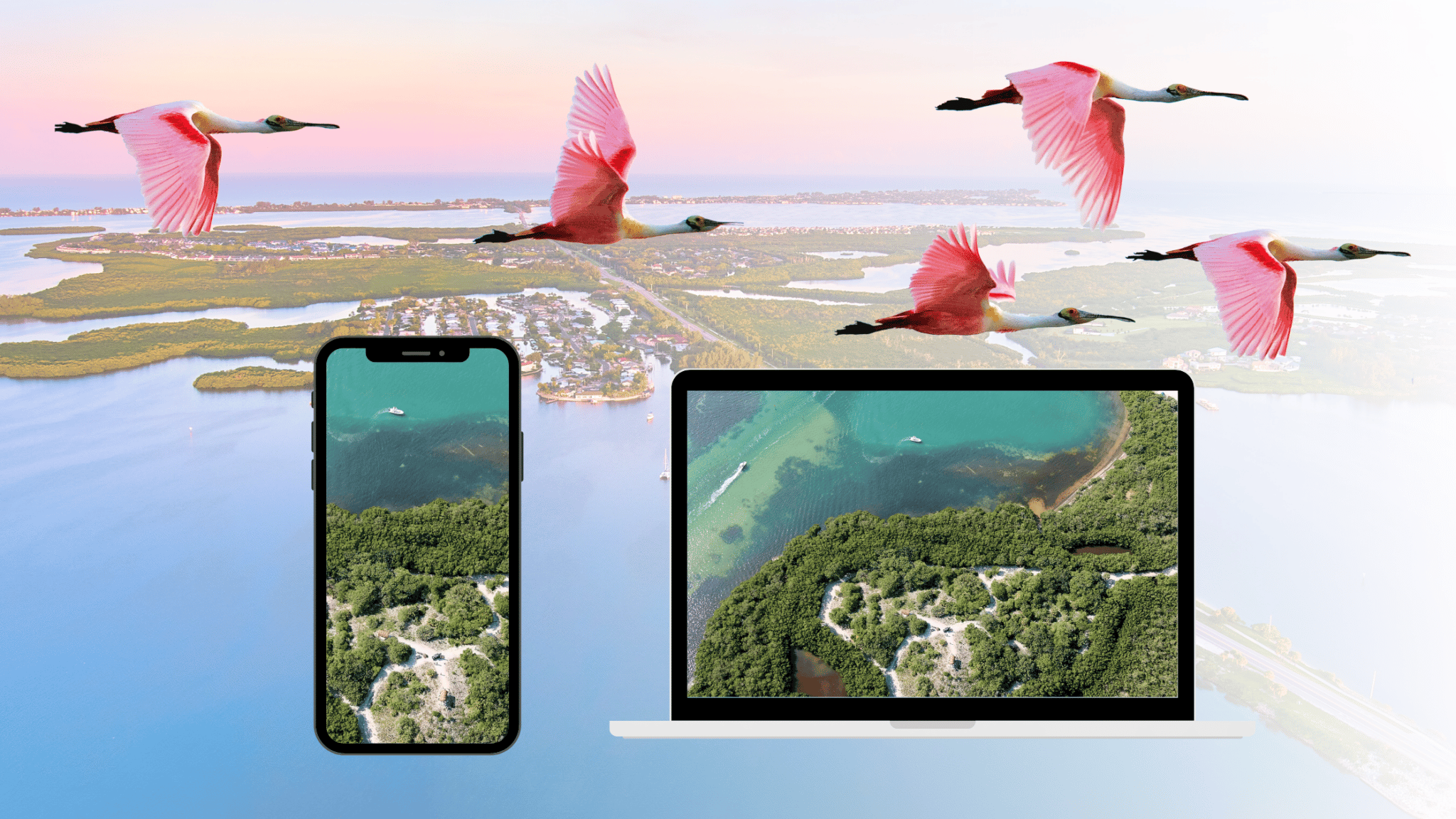 Spoonbills flying over a phone and laptop with a photo of the bay on each