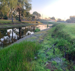 The Meadows Pond Improvement Program