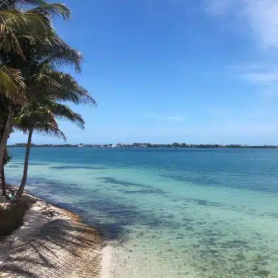 View Of Sarasota Bay With Beach And Palm Trees In Foreground