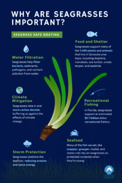 Why Are Seagrasses Important Infographic with illustration of turtle grass next to text of water filtration, food and shelter, climate mitigation, recreational fishing, seafood, and storm protection