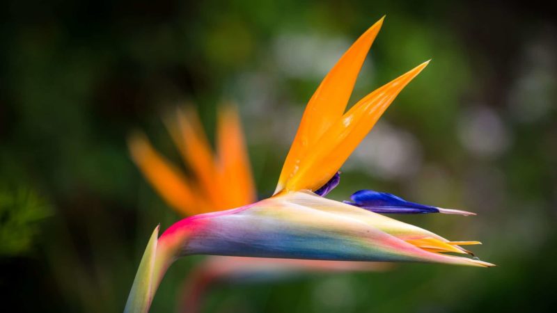 Closeup Photography Of Bird Of Paradise Flower Credit Thierry Fillieul