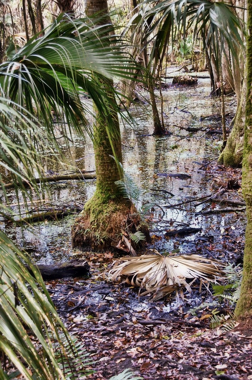 Florida Wetland trees