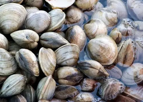 Vertical Oyster Gardens | Sarasota Bay Estuary Program