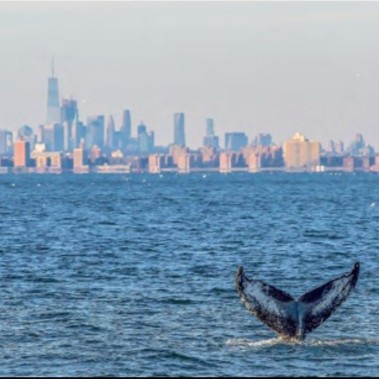 Humpback Whale In NY Bight Sq