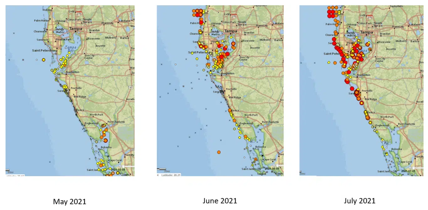 Director's Note: July 25, 2021 red tide in Sarasota Bay