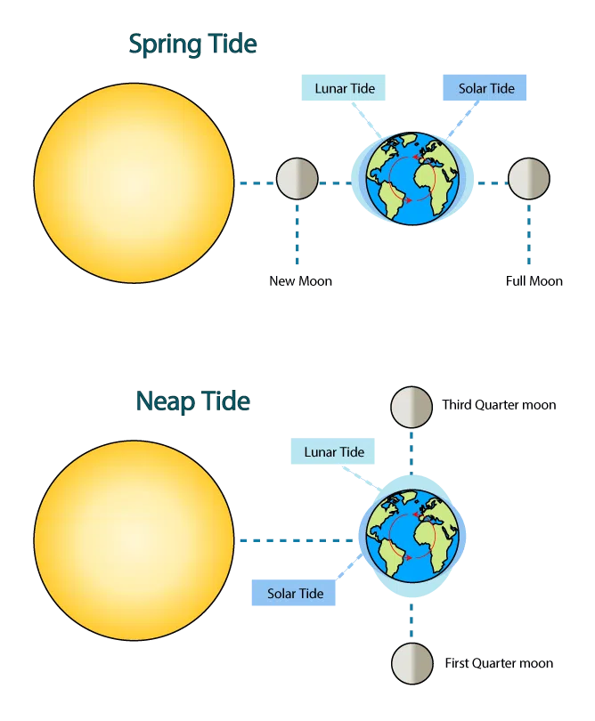 Diagram of spring and neap tides